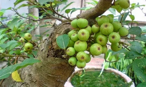 Người tuổi Thân trồng cây cảnh gì cho hợp Mệnh và thu hút tài lộc, may mắn?