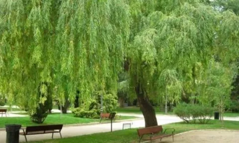 Tổ Tiên cảnh báo: Đừng trồng cây dữ trước nhà, lộc vào cửa cũng hóa hư – Đây là những loại cây kiêng kỵ