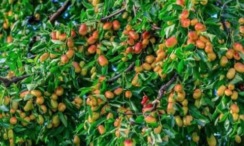 Tổ tiên cảnh báo: Không chặt 2 loại cây này, rủi ro không vào, đói nghèo không đến – Bạn biết chưa?