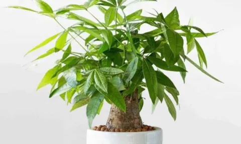 4 loại cây nên có trong phòng khách: 10 nhà đặt thì 9 nhà giàu, chưng 1 chậu để gia đình thịnh vượng