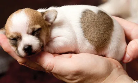 Cách nuôi chó con mau lớn và thông minh