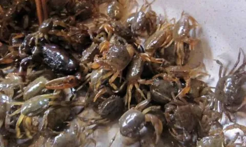 Luật cua tuyệt vời: 3 bí quyết giúp anh chị em hòa thuận mà không cần tụ tập