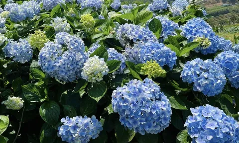 Lý do không nên trồng cẩm tú cầu trong nhà