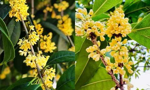 Người mệnh nào nên trồng cây Mộc Hương?