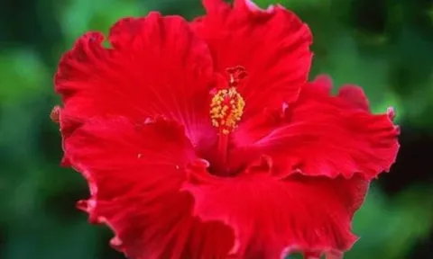 3 loại hoa đại kỵ tuyệt đối không đặt lên bàn thờ, kẻo rước xui xẻo và vận hạn vào nhà