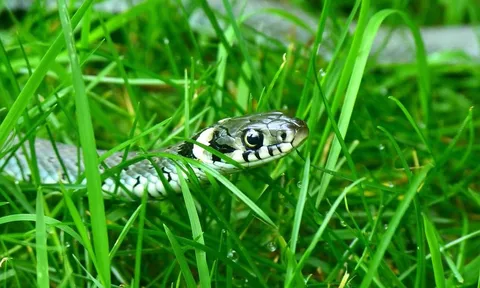 3 loại hoa dễ dụ rắn vào nhà, ai đang trồng phải thật cẩn trọng