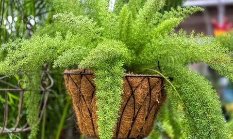 4 cây cảnh chiêu tài, gọi lộc nên đặt ở cửa hàng cửa hiệu