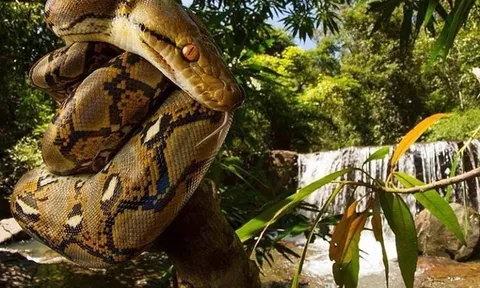 Loài vật dài nhất thế giới, Việt Nam cũng có cá thể dài gần 10 mét