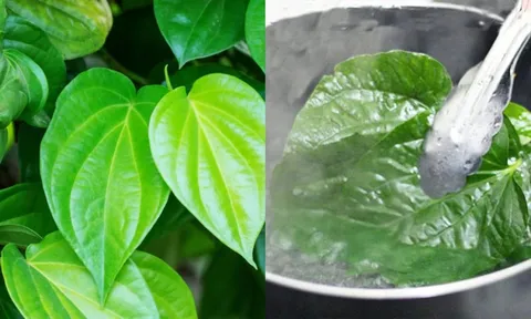 Lá Trầu Không có 5 công dụng chữa bệnh vô cùng hữu ích này