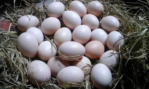 Những người không nên ăn trứng gà