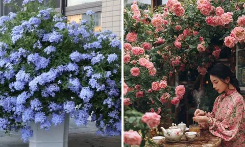 4 loài cây cảnh khiến sân vườn đẹp như cổ tích: Ai ghé qua cũng phải ngẩn ngơ