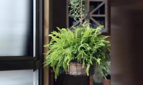 Cây dương xỉ hợp nhất 3 mệnh, trồng vào nhà Tiền Tài nở hoa