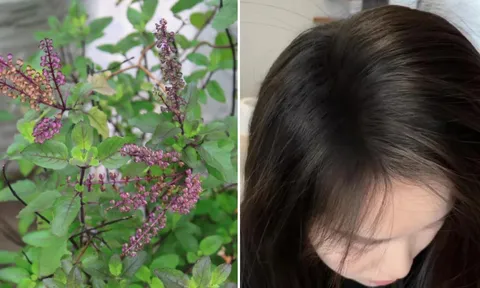 Mùa đông tóc khô rụng, lấy 5 loại lá này đun nước gội đầu, càng gội tóc con càng mọc nhiều
