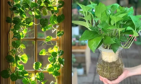 Trồng cây trầu bà trong nhà: Nên chú ý điều này kẻo gây hại