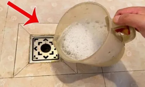 Côn trùng bay nhỏ trong phòng tắm? Mẹo tiêu diệt chỉ với 1 lần xả nước và ngăn mùi hôi hiệu quả