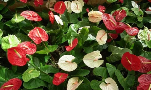 Người thuộc 2 Mệnh này trồng Cây Hồng Môn cực thu hút tài lộc, may mắn và thành công