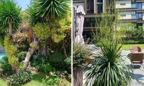 Người xưa nói: "Cây cảnh này nở hoa, điềm lành đến gần, gia đình đón lộc, nhận may", đó là cây gì?