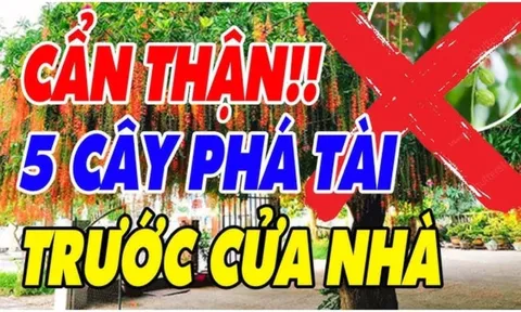 5 cây âm trồng trước nhà cây càng xanh người càng suy: Đó là cây gì?