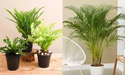 7 loại cây trong nhà giúp thanh lọc không khí, ngăn nấm mốc gây hại sức khỏe