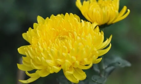 Cách cắm hoa cúc trên bàn thờ giúp chiêu tài, tụ lộc