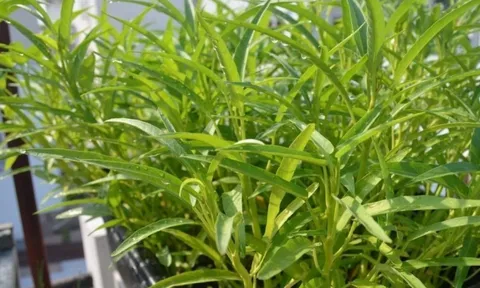 Loại rau cắm xuống đất là mọc xanh mơn mởn, axit folic gấp 8 lần táo