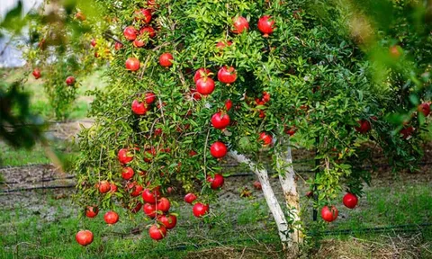 3 cách trồng cây để cân bằng Âm - Dương, tăng sinh khi và hút tài lộc vào nhà