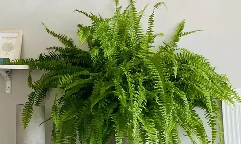 3 người thuộc Mệnh này, trồng cây dương xỉ cực tốt, hỗ trợ công việc và tài lộc