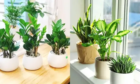 Đặt cây đúng chỗ này, vận xui tan biến, tiền tự tìm đến, may mắn nối đuôi nhau gõ cửa