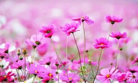 3 giờ sinh Âm lịch của người nhân hậu, phúc khí dày, được quý nhân phù trợ suốt đời