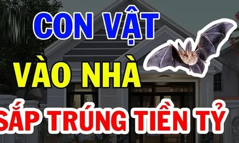 4 con vật vào nhà mang theo phúc khi: Đừng dại đuổi đi