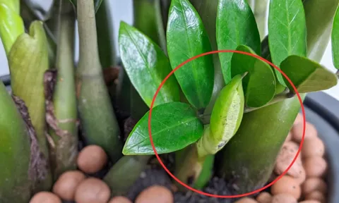 5 loại cây nở hoa điềm báo may mắn giàu có