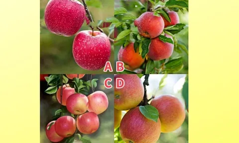 Quiz: Chọn xem quả táo nào là Giả để biết xem khả năng nhìn nhận của bạn tinh tế đến mức nào?
