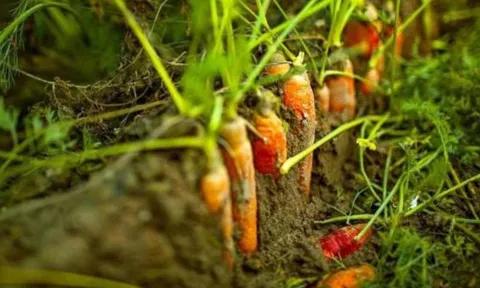 Loại củ chứa nhiều vi nhựa nhất, gia đình Việt vẫn ăn mỗi ngày – đang vào mùa