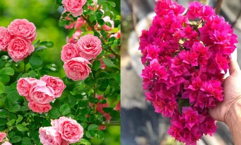 5 loại hoa nên trồng trước cửa nhà để đón lộc