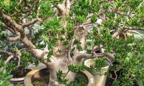 Cây cảnh ‘Tỳ Hưu hút tiền’ tốt hơn 10 chậu trầu bà: tuổi thọ tới 100 năm, gia chủ càng trồng càng phát