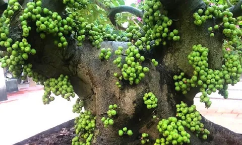 Người thuộc 2 mệnh này trồng cây sung, tài lộc ùn ùn kéo đến, quanh năm no đủ