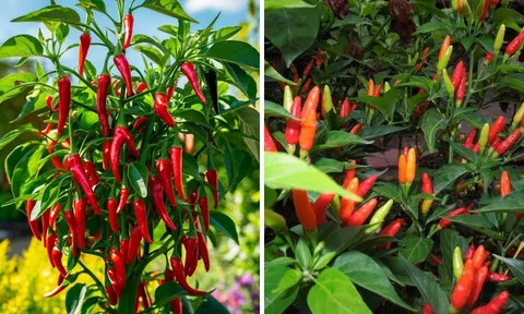 Trồng cây ớt trước cửa nhà có tốt cho phong thủy nhà ở không?