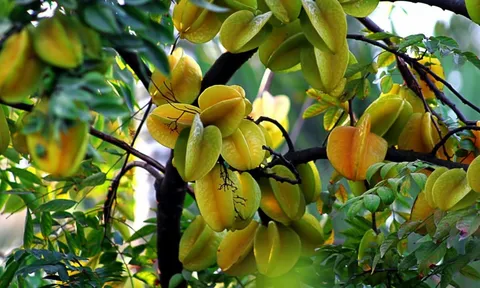 Vị trí trồng cây Khế giúp gia chủ thu hút tài lộc, giống Hũ Chôn Tiền cả nhà giàu to