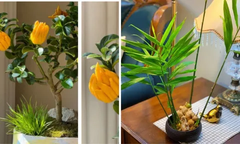 2 cây lên đời thành bonsai được chị em săn lùng Tết 2026: Vừa thơm sang chảnh lại hút trọn phúc khí