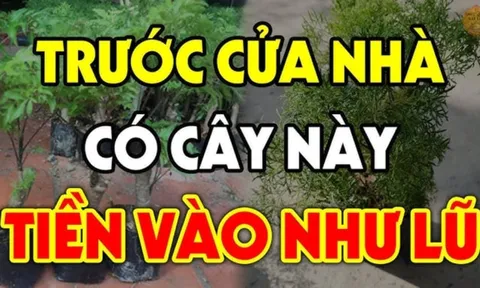 3 loại cây đệ tử Thần Tài: Trồng trước nhà nào nhà đó giàu có, ai không biết quá phí