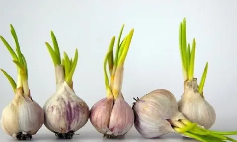 4 thực phẩm nảy mầm cực kỳ bổ dưỡng: Ai không biết vứt đi, cực kỳ lãng phí