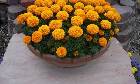 Hoa Âm đừng trồng đất Dương: 5 loại hoa tưởng đẹp nhưng dễ khiến cả nhà khốn đốn