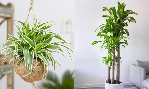Người giàu mê trồng 4 loại cây này: Chiêu tài nạp phúc, lọc khí độc, tốt cho sức khỏe