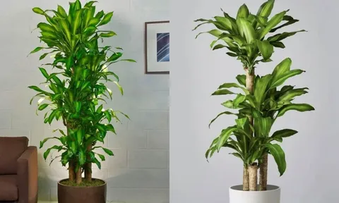 Trồng cây Thiết Mộc Lan trong nhà cần biết điều này kẻo tài lộc chưa tới đã thấy họa theo sau