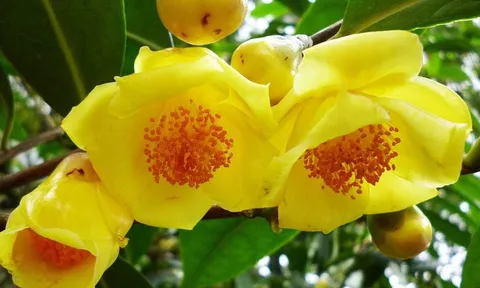 2 Cây cảnh có hoa thơm đẹp lại tốt cho sức khỏe, thuận phong thủy như có vàng có bạc trong nhà