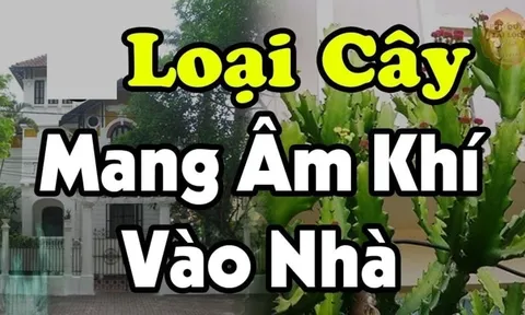 3 cây âm trồng trước nhà cây càng xanh người càng suy: Đó là cây gì?