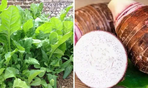4 loại rau củ không cần thuốc trừ sâu: Đi chợ cứ yên tâm mua ăn, vừa ngon vừa an toàn