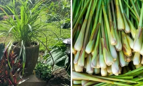 4 loại cây đuổi muỗi, hút sạch cặn bẩn không khí trong nhà