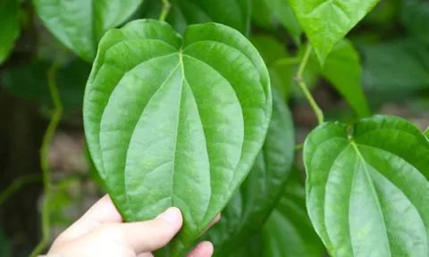 Lợi ích quý giá của lá trầu không, biết sớm hưởng nhiều