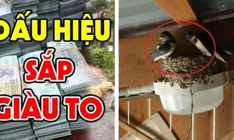 4 con vật “mát vía” vào nhà nào nhà đấy Lộc To, Tiền tự tìm đến